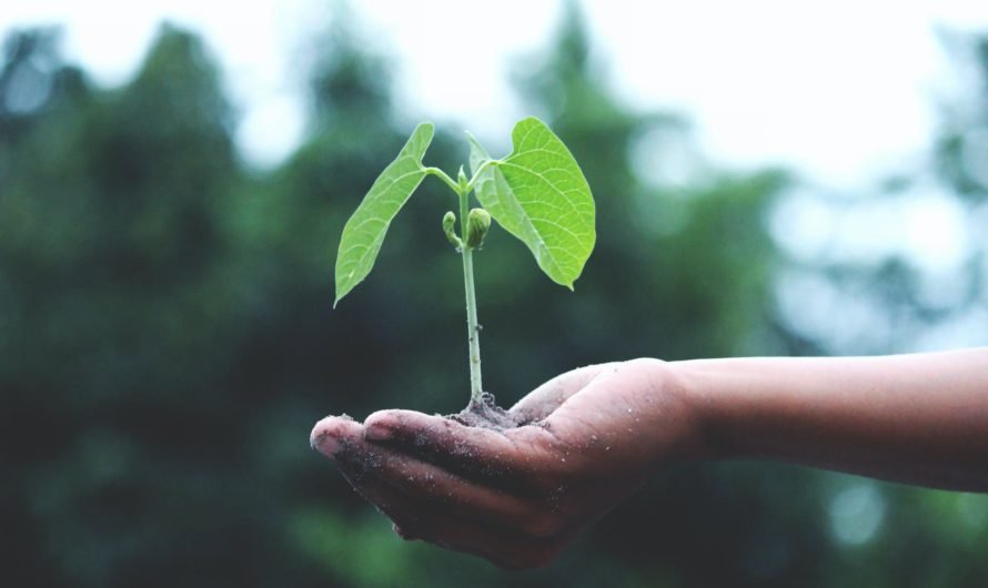 Globant ayuda a organizaciones a vivir una “economía verde”