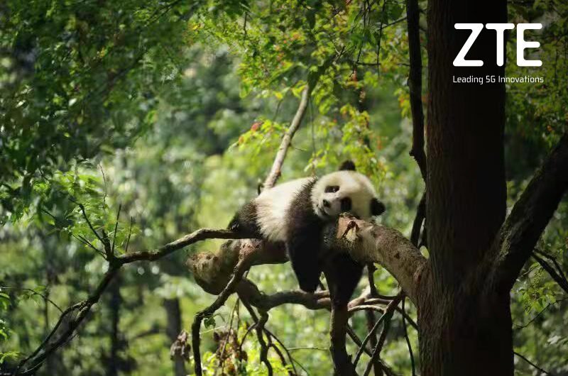 ZTE y China Mobile: juntos por los Pandas