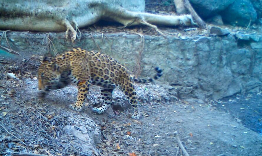 Aumentan jaguares y ocelotes en la región de Tres Mesas en Tamaulipas, gracias al Programa Ambiental en Parque Eólico de ENGIE