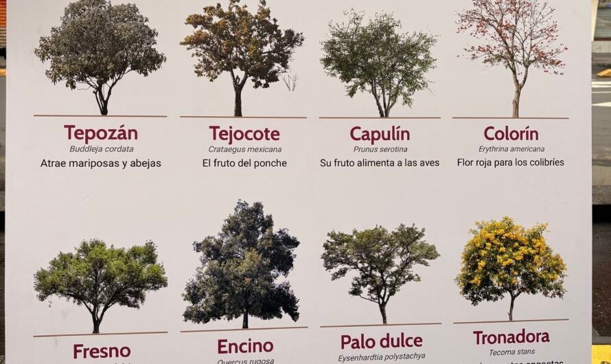 OCESA y México GP impulsan reforestación de la CDMX con 2K árboles y 4 toneladas de composta